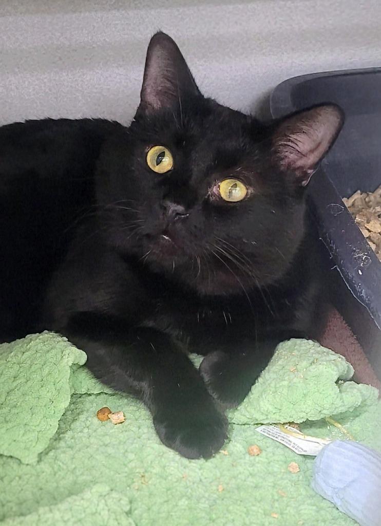 Enlarge Midnight, a Adoptable mixed breed in Bloomington, IN image 5/5