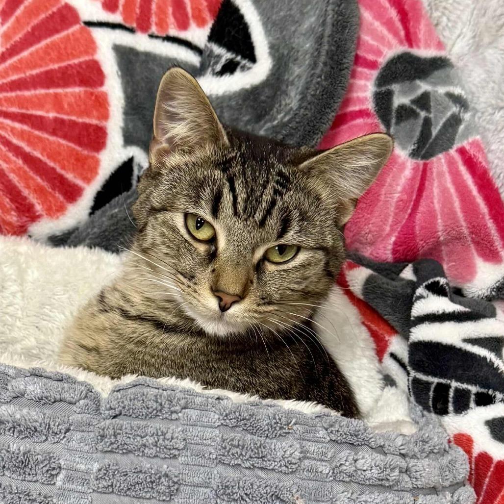 Enlarge Peanut Butter, a Adoptable Domestic Short Hair in Medina, OH image 1/5