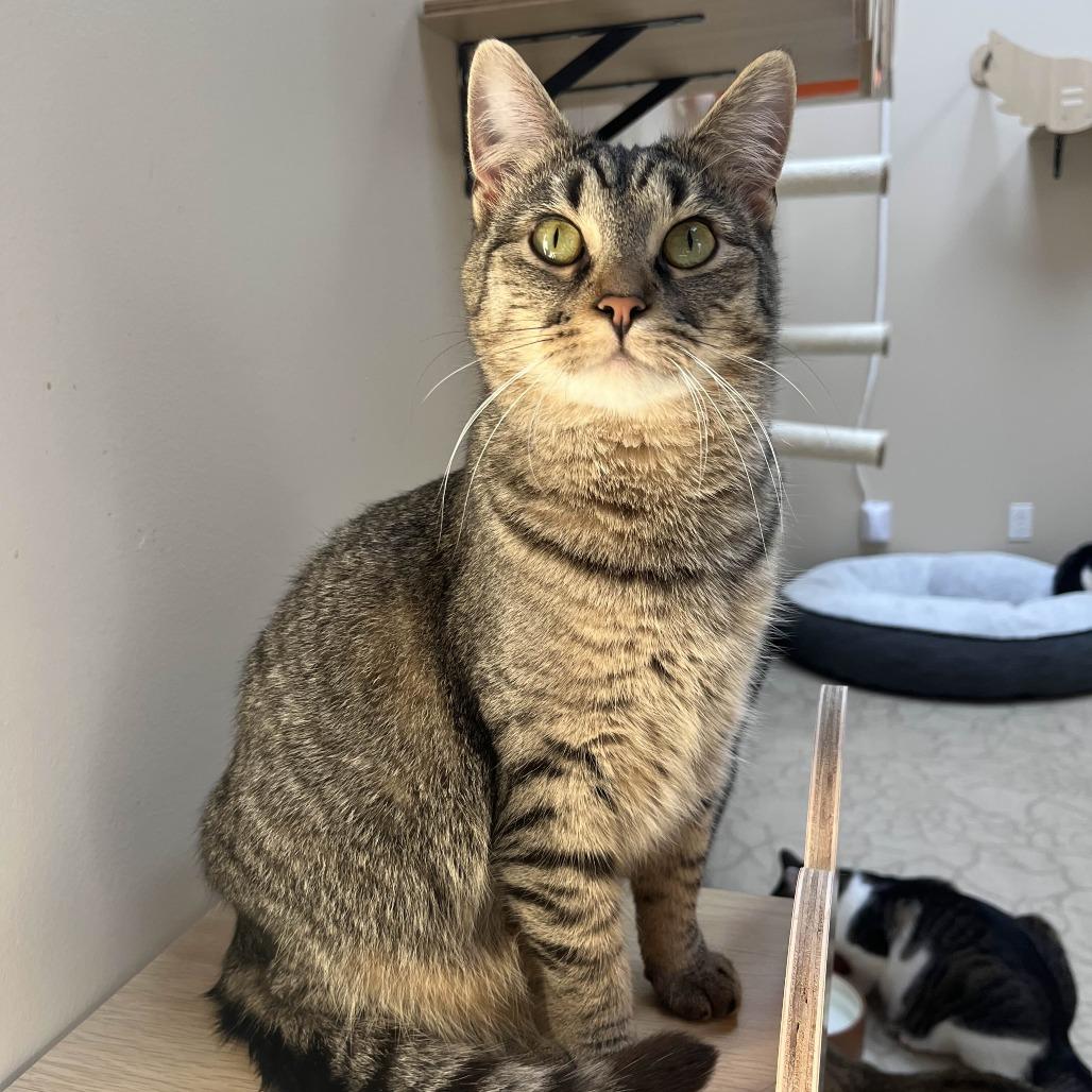 Peanut Butter, Adoptable, Adult Female Domestic Short Hair.