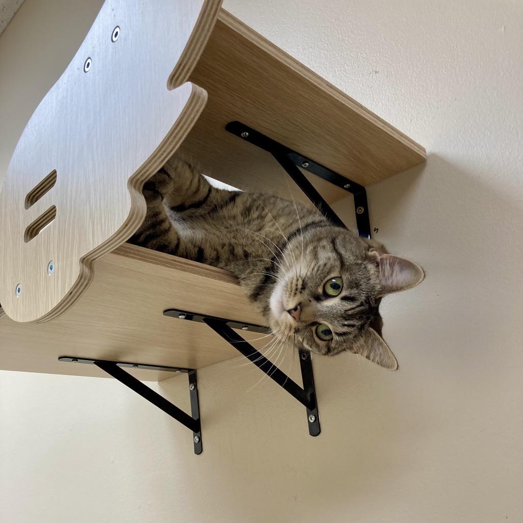 Peanut Butter, a Adoptable Domestic Short Hair in Medina, OH image 3/6