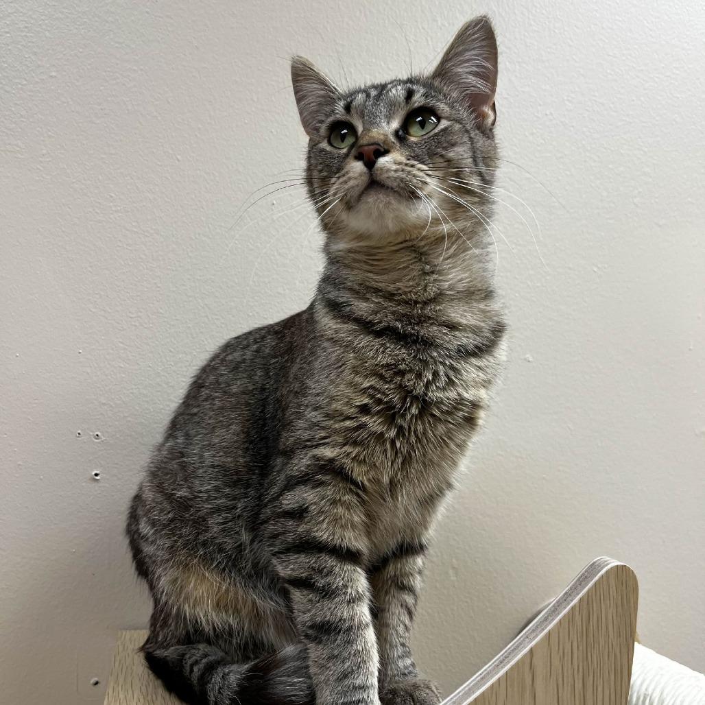 Enlarge Peanut Butter, a Adoptable Domestic Short Hair in Medina, OH image 2/4