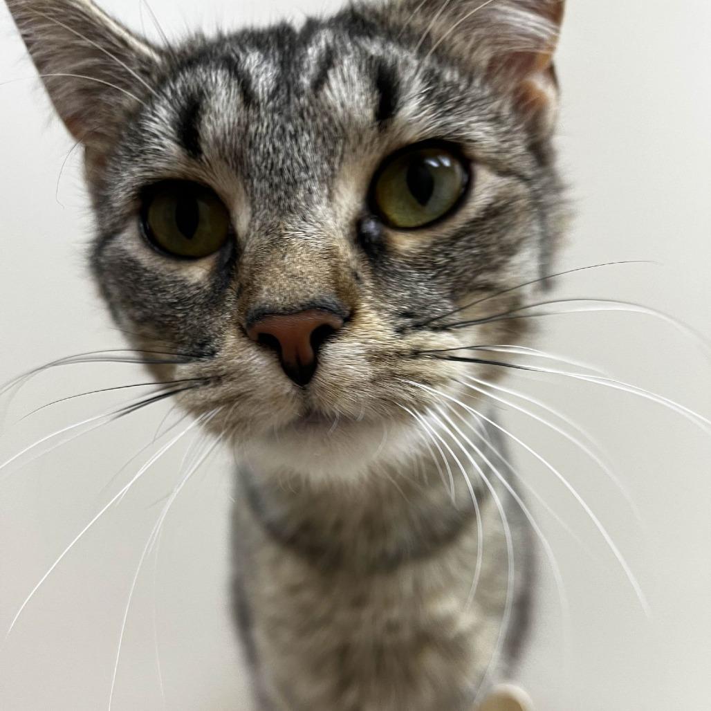 Enlarge Peanut Butter, a Adoptable Domestic Short Hair in Medina, OH image 3/4