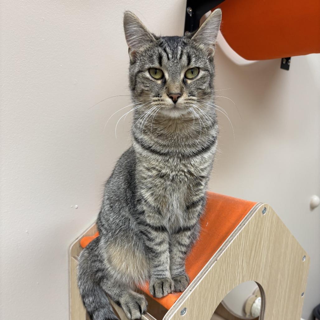 Enlarge Peanut Butter, a Adoptable Domestic Short Hair in Medina, OH image 4/4