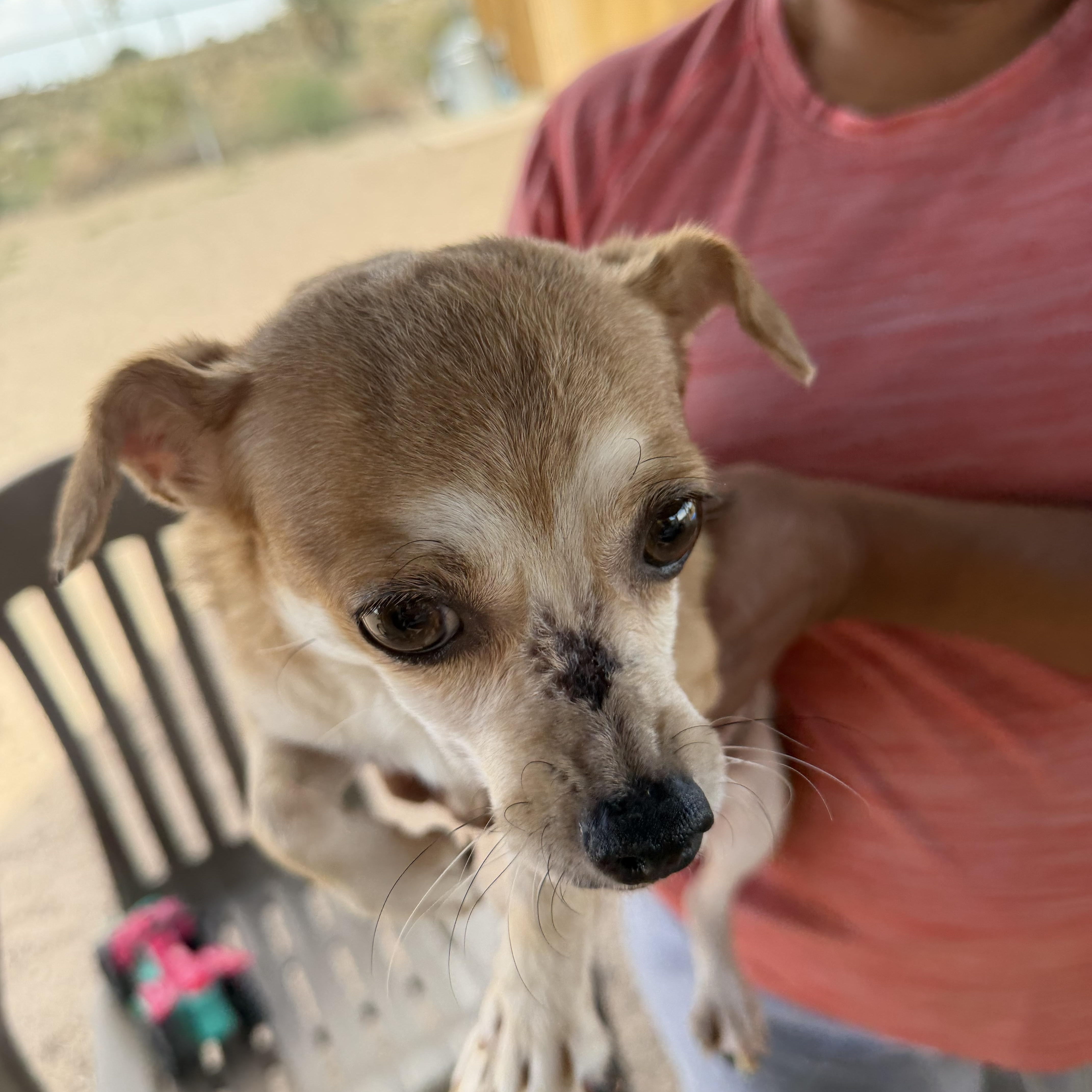 Jersey, ADOPTABLE, Young Female Chihuahua & Jack Russell Terrier.