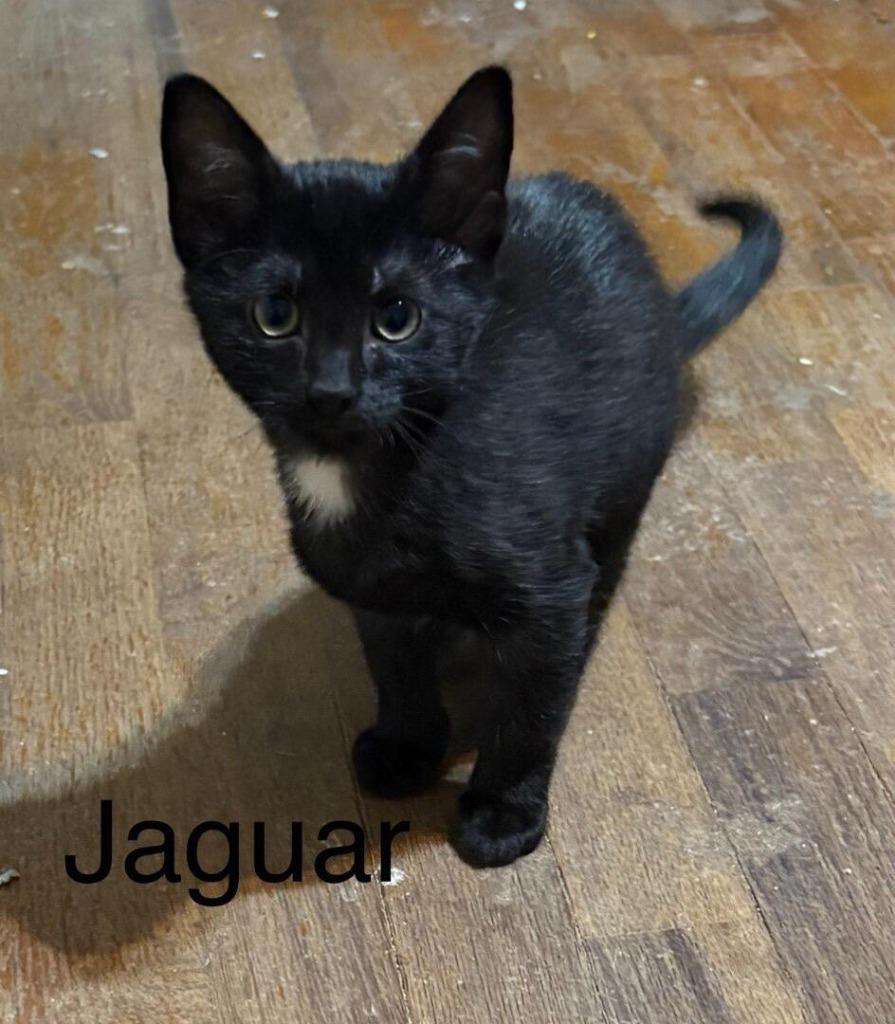 Enlarge Jaguar, a Adoptable mixed breed in Buffalo, MO image 1/2