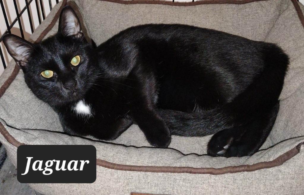Enlarge Jaguar, a Adoptable mixed breed in Buffalo, MO image 2/2