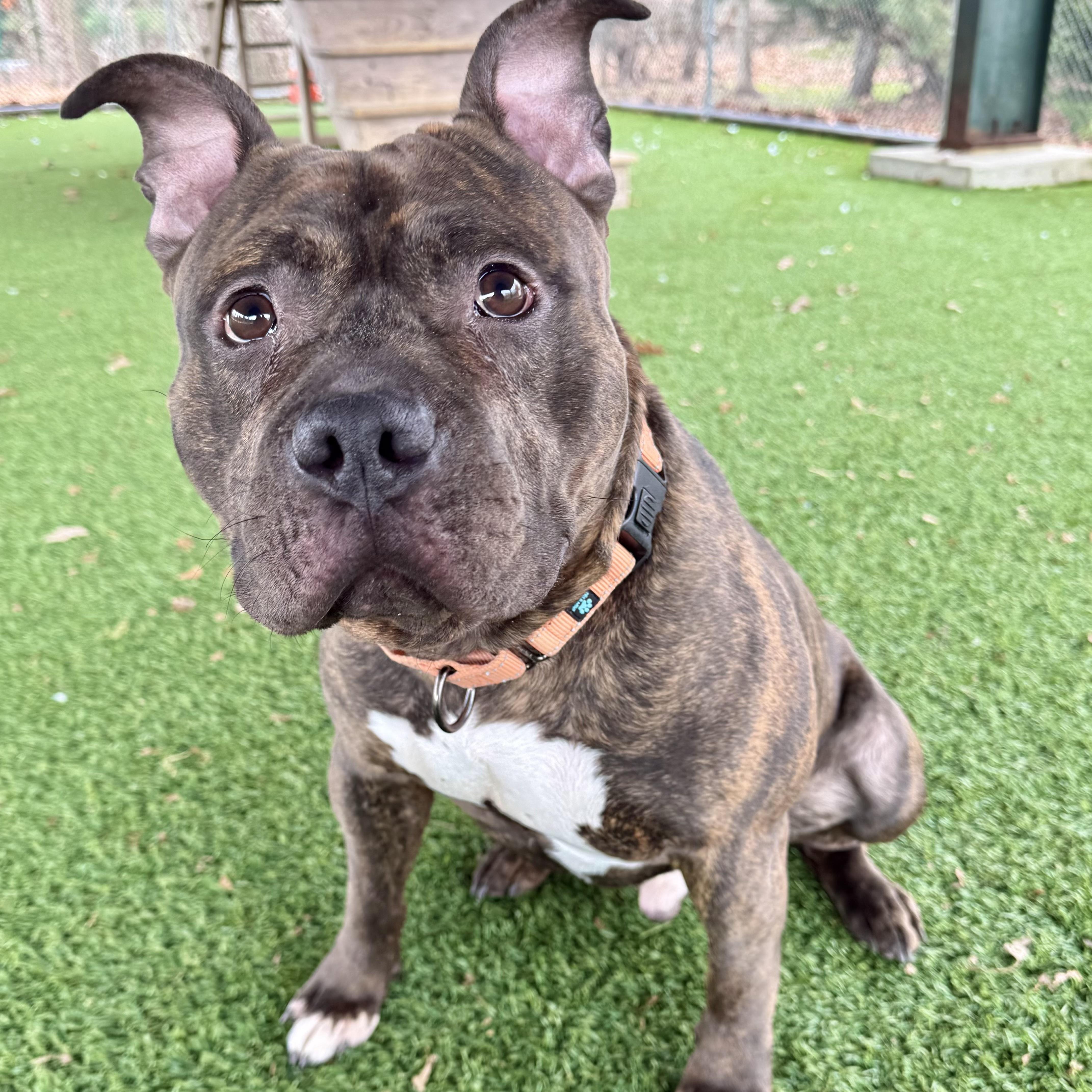 Enlarge Baked Bean, a ADOPTABLE mixed breed in Eatontown, NJ image 5/6