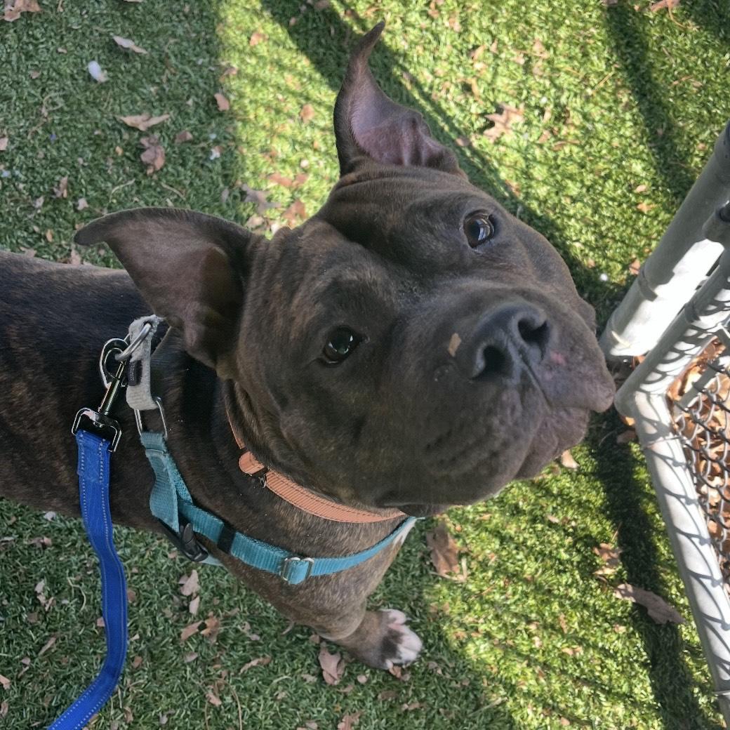 Enlarge Baked Bean, a ADOPTABLE mixed breed in Eatontown, NJ image 3/6