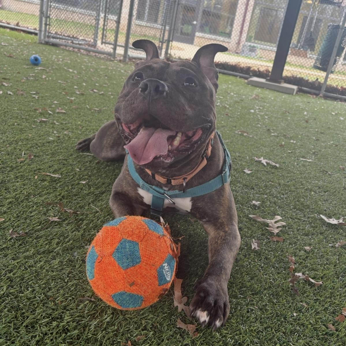 Enlarge Baked Bean, a ADOPTABLE mixed breed in Eatontown, NJ image 4/6