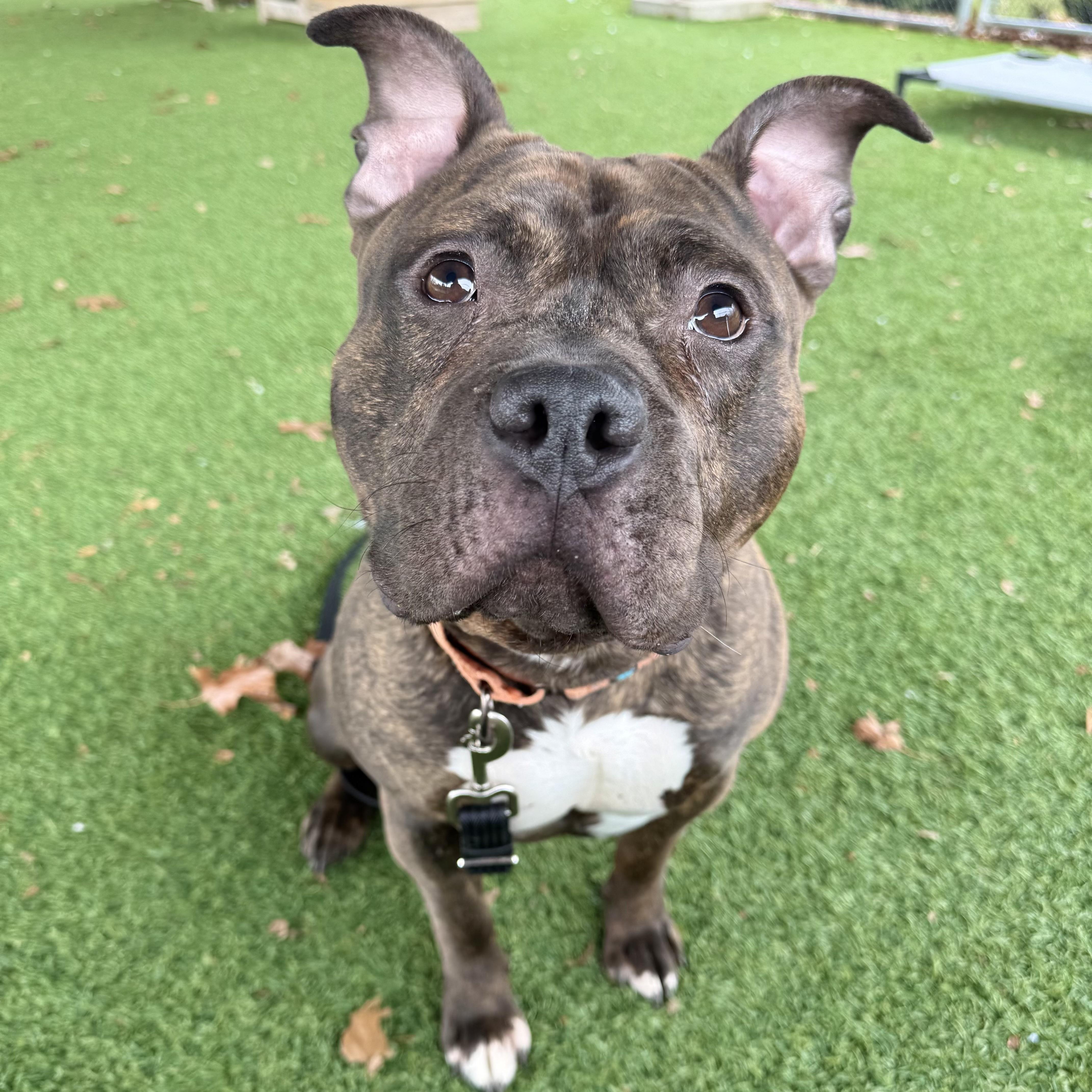 Enlarge Baked Bean, a ADOPTABLE mixed breed in Eatontown, NJ image 2/6