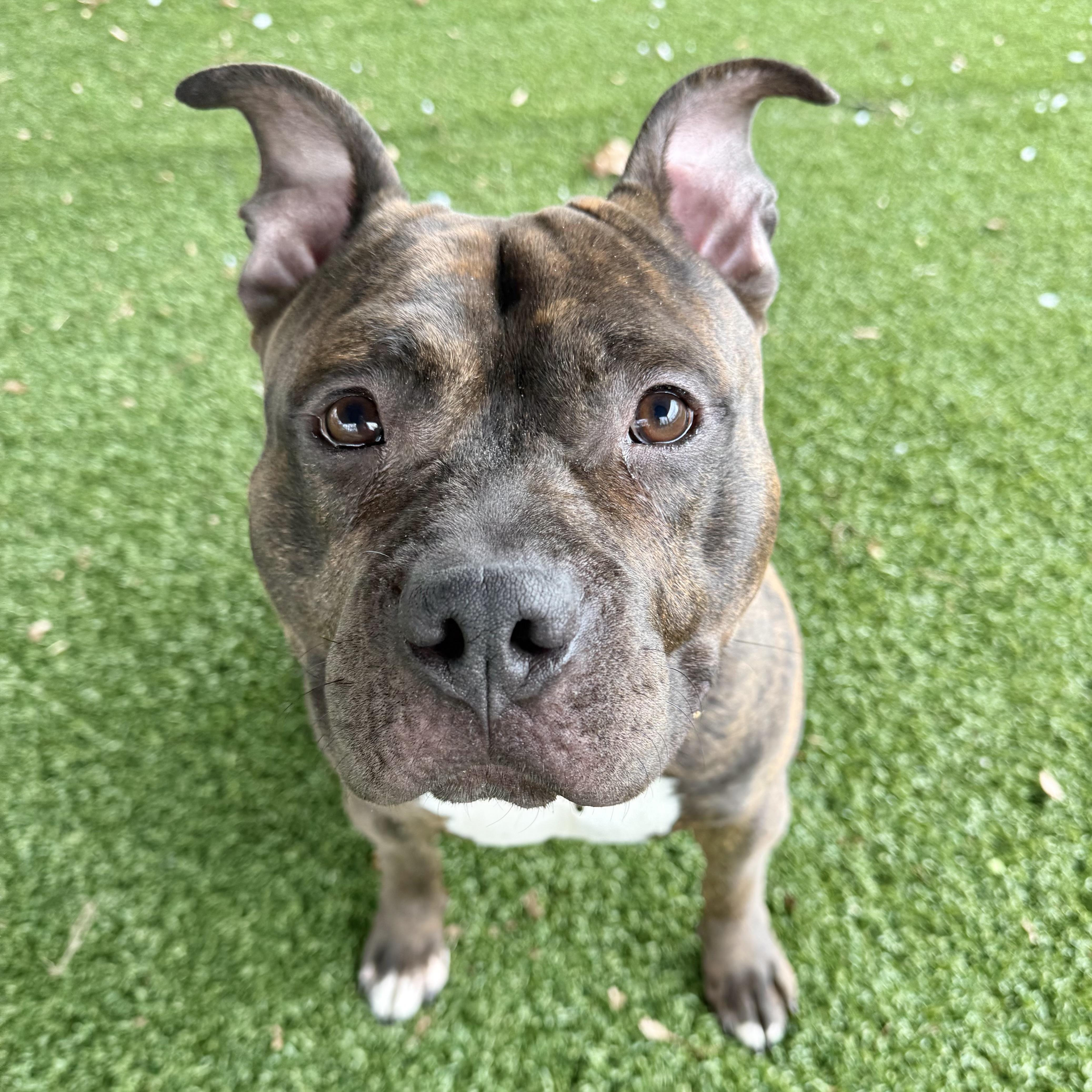 Enlarge Baked Bean, a ADOPTABLE mixed breed in Eatontown, NJ image 6/6