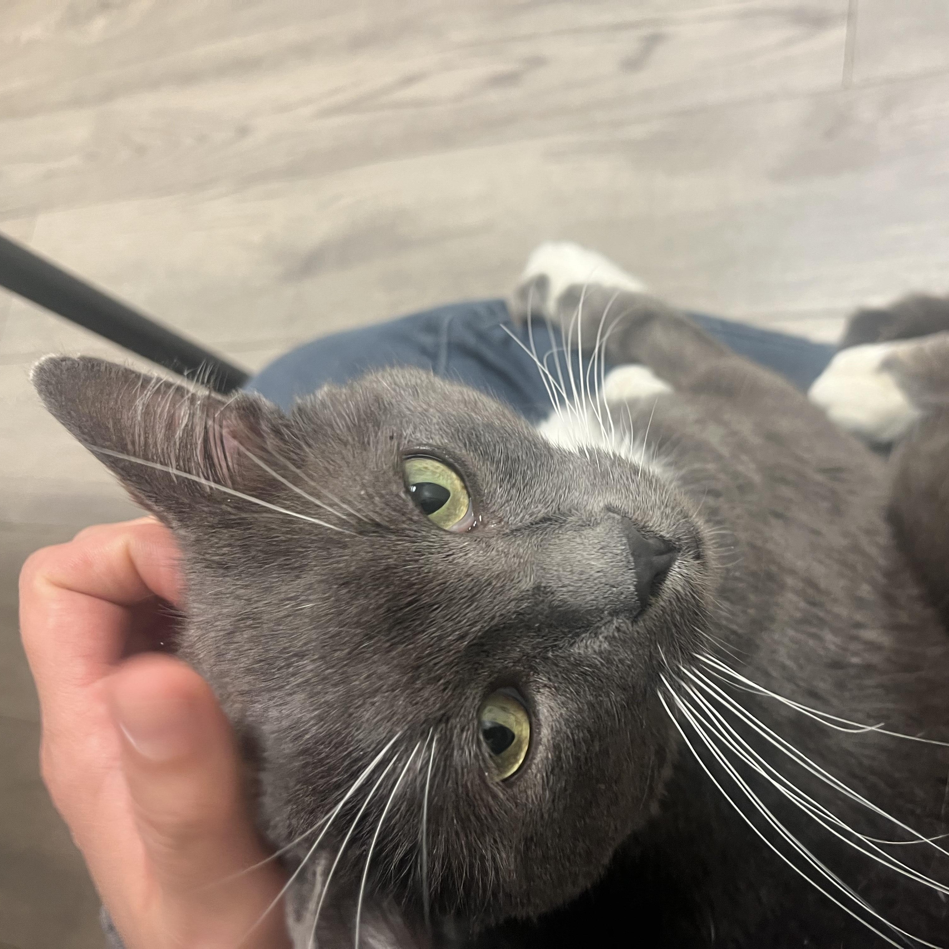 Enlarge Charlie, a Adoptable Domestic Short Hair in Vernon, VT image 1/5