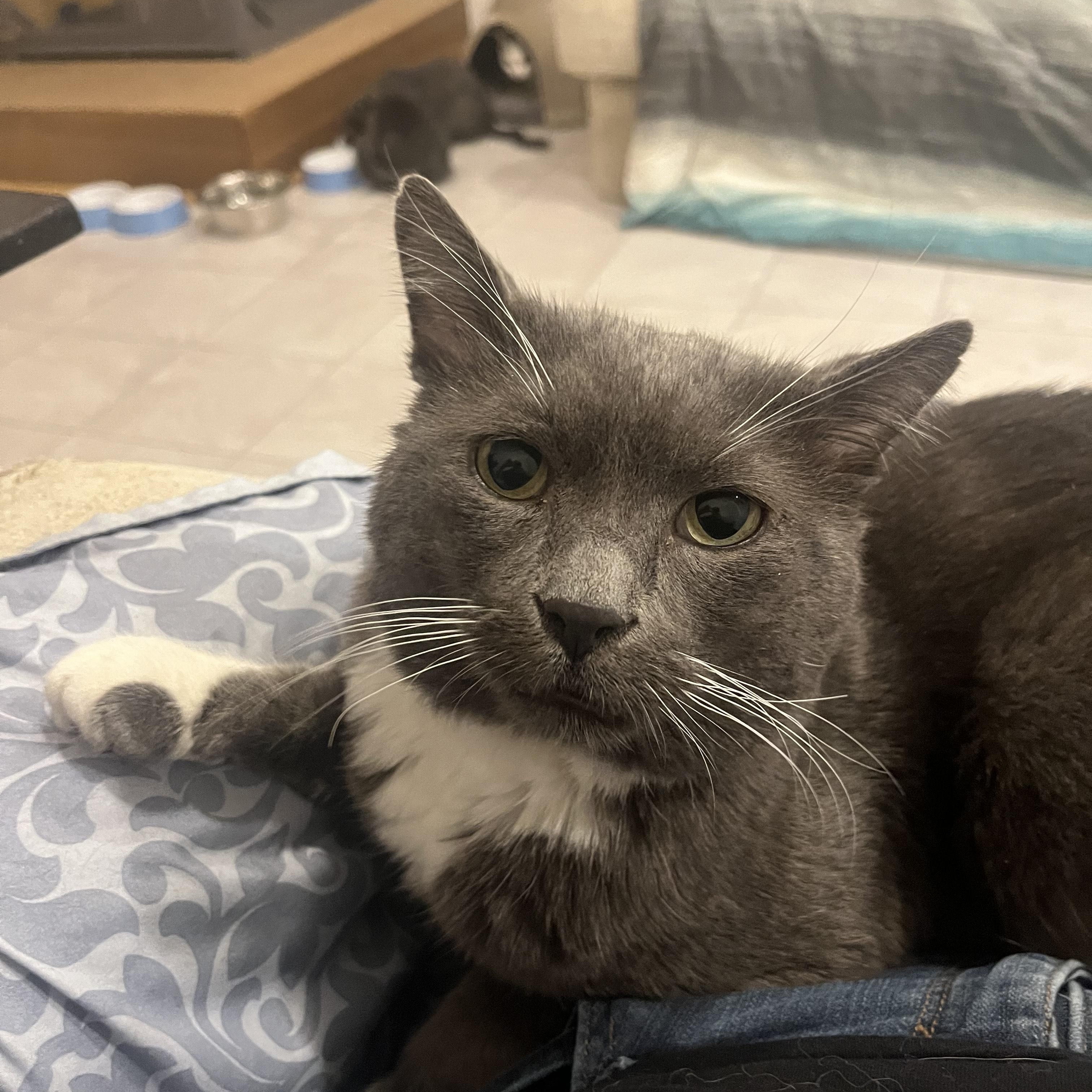 Enlarge Charlie, a Adoptable Domestic Short Hair in Vernon, VT image 2/5