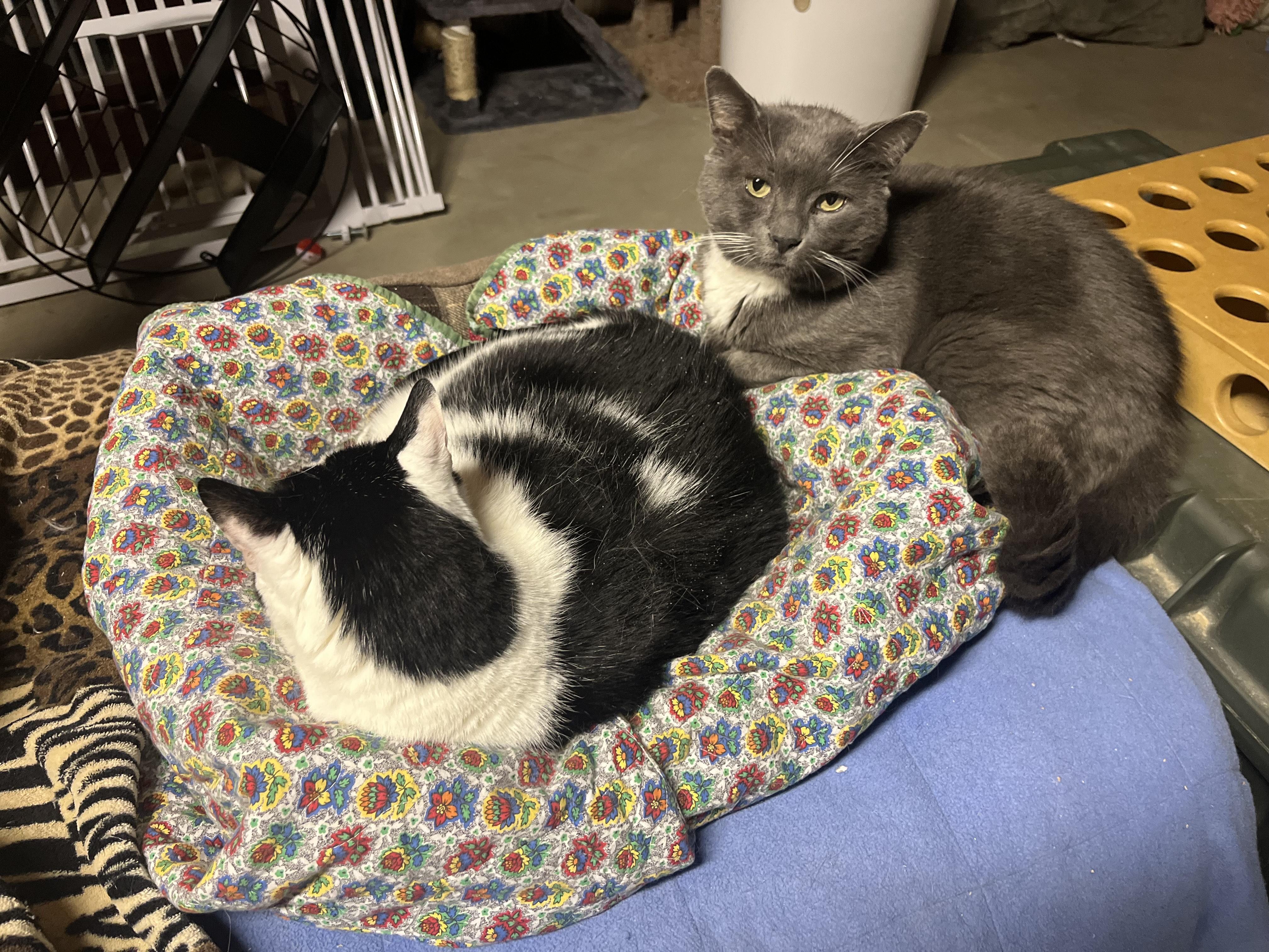 Enlarge Charlie, a Adoptable Domestic Short Hair in Vernon, VT image 3/5