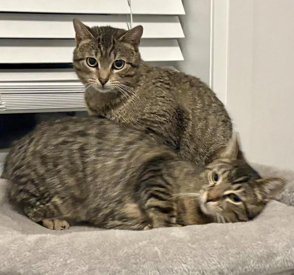 Kai, a ADOPTABLE mixed breed in Toronto, ON image 5/6