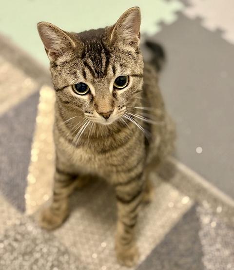 Kai, a ADOPTABLE mixed breed in Toronto, ON image 3/6