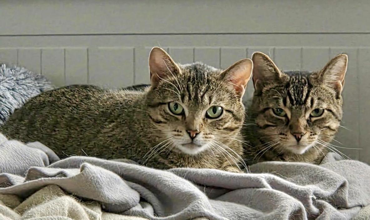 Kai, a ADOPTABLE mixed breed in Toronto, ON image 6/6