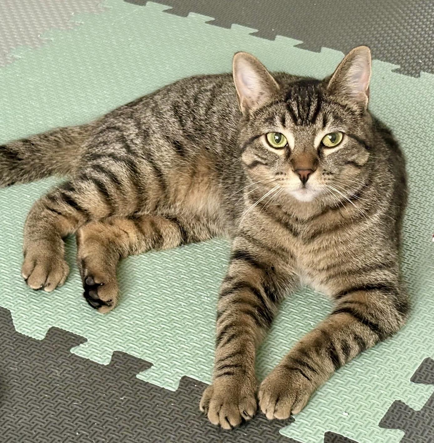 Kai, a ADOPTABLE mixed breed in Toronto, ON image 4/6