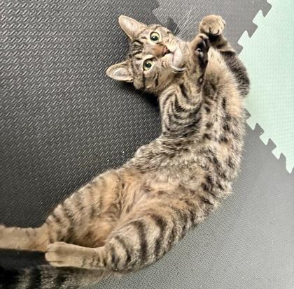 Kai, ADOPTABLE, Kitten Female Tabby & Domestic Short Hair.