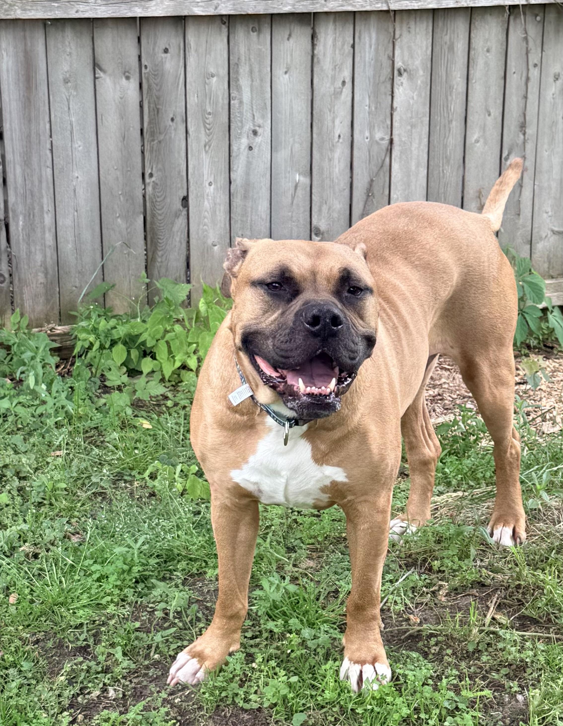 Beau, a ADOPTABLE mixed breed in Pleasant Ridge, MI image 2/5
