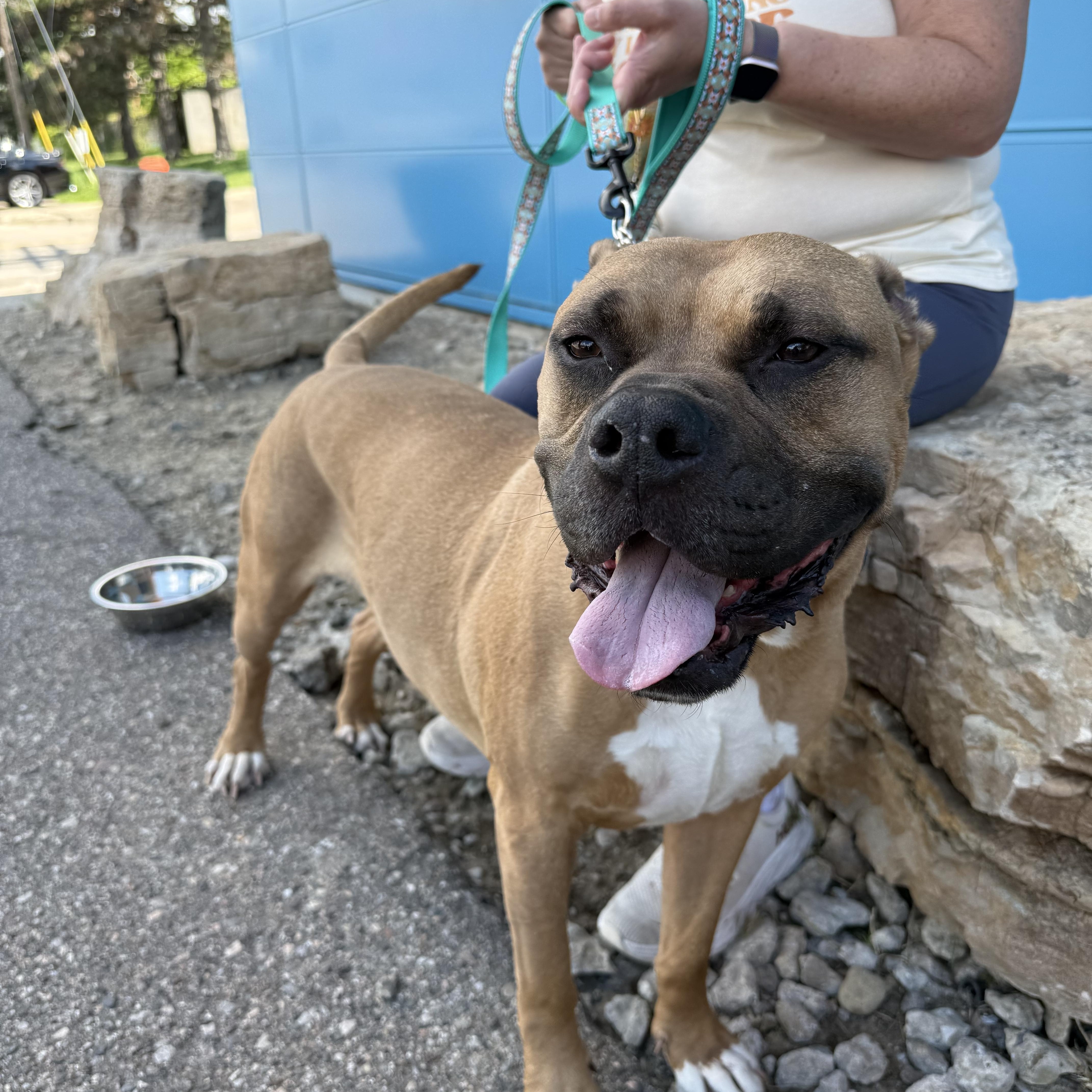 Enlarge Beau, a Adoptable mixed breed in Pleasant Ridge, MI image 3/6