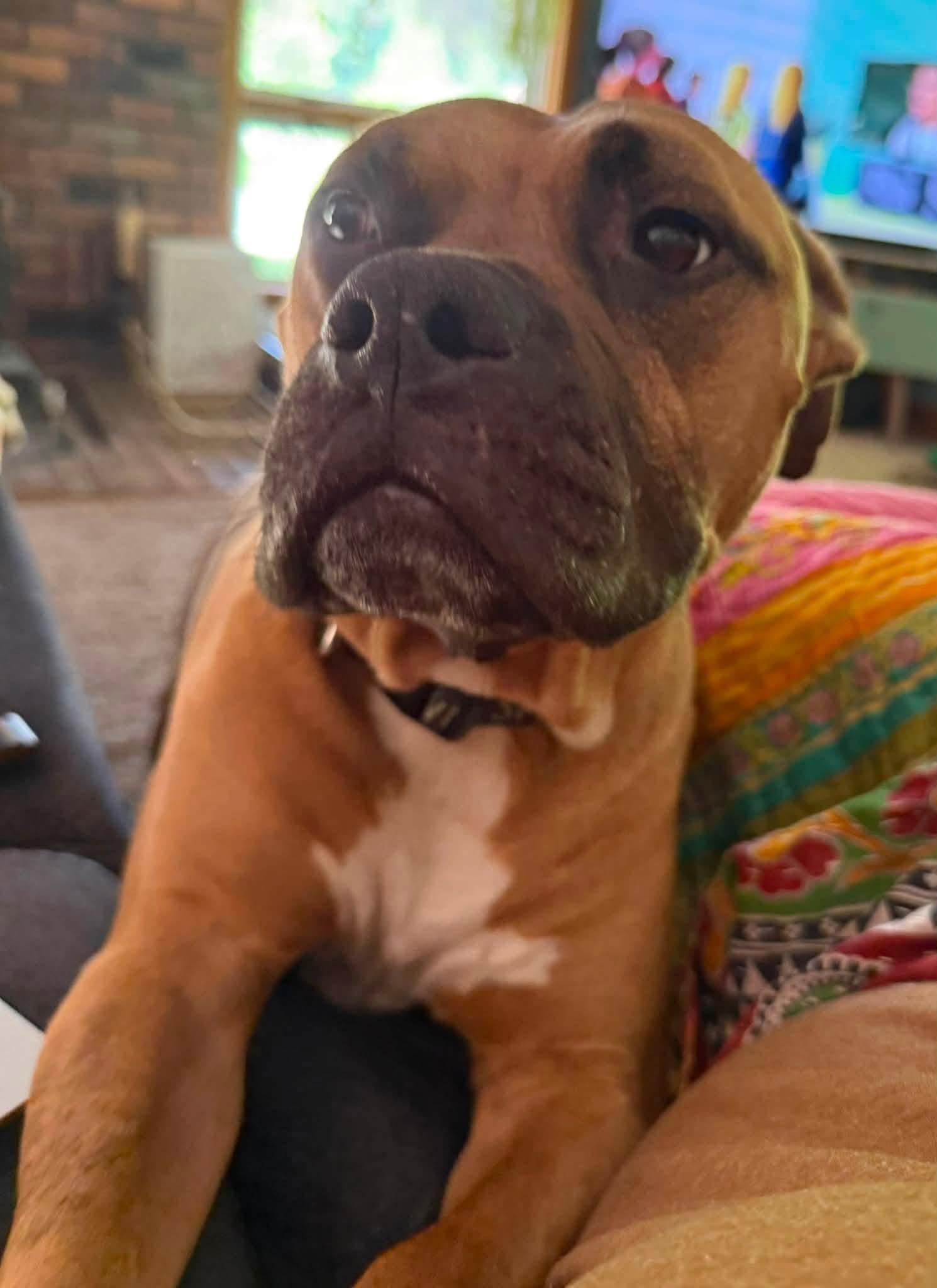 Enlarge Beau, a Adoptable mixed breed in Pleasant Ridge, MI image 1/6