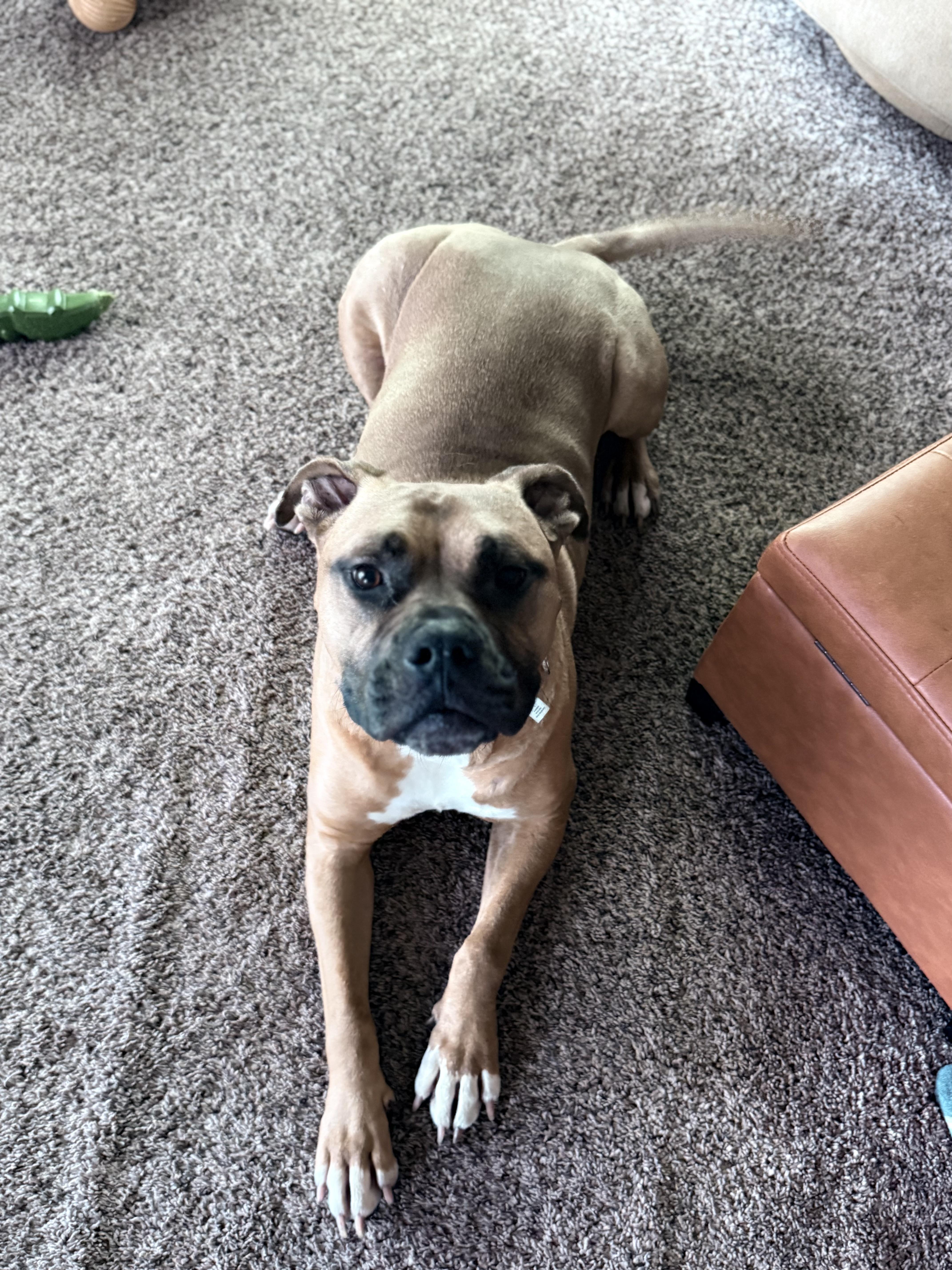 Beau, ADOPTABLE, Adult Male Boxer.