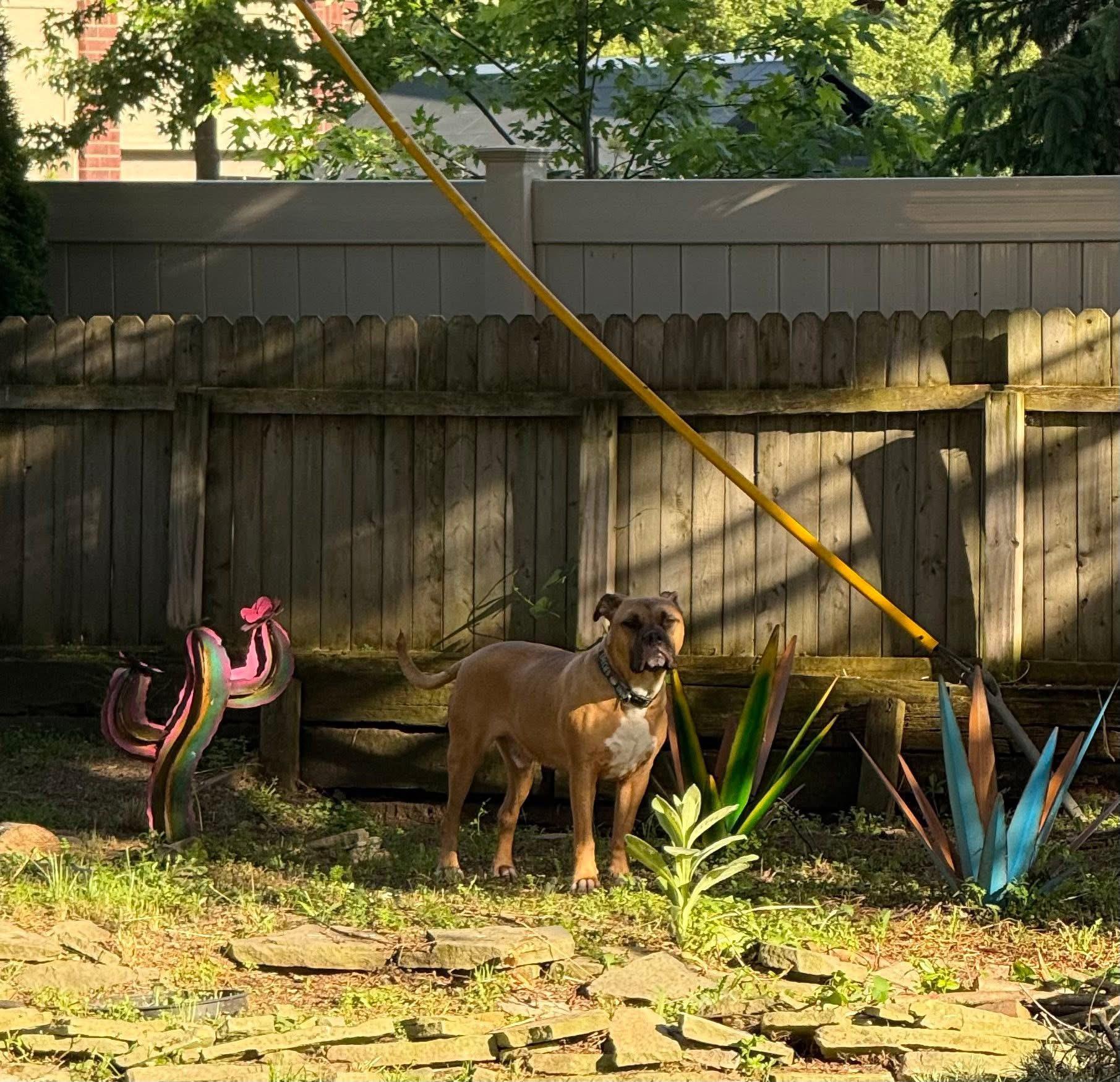 Beau, a ADOPTABLE mixed breed in Pleasant Ridge, MI image 5/5