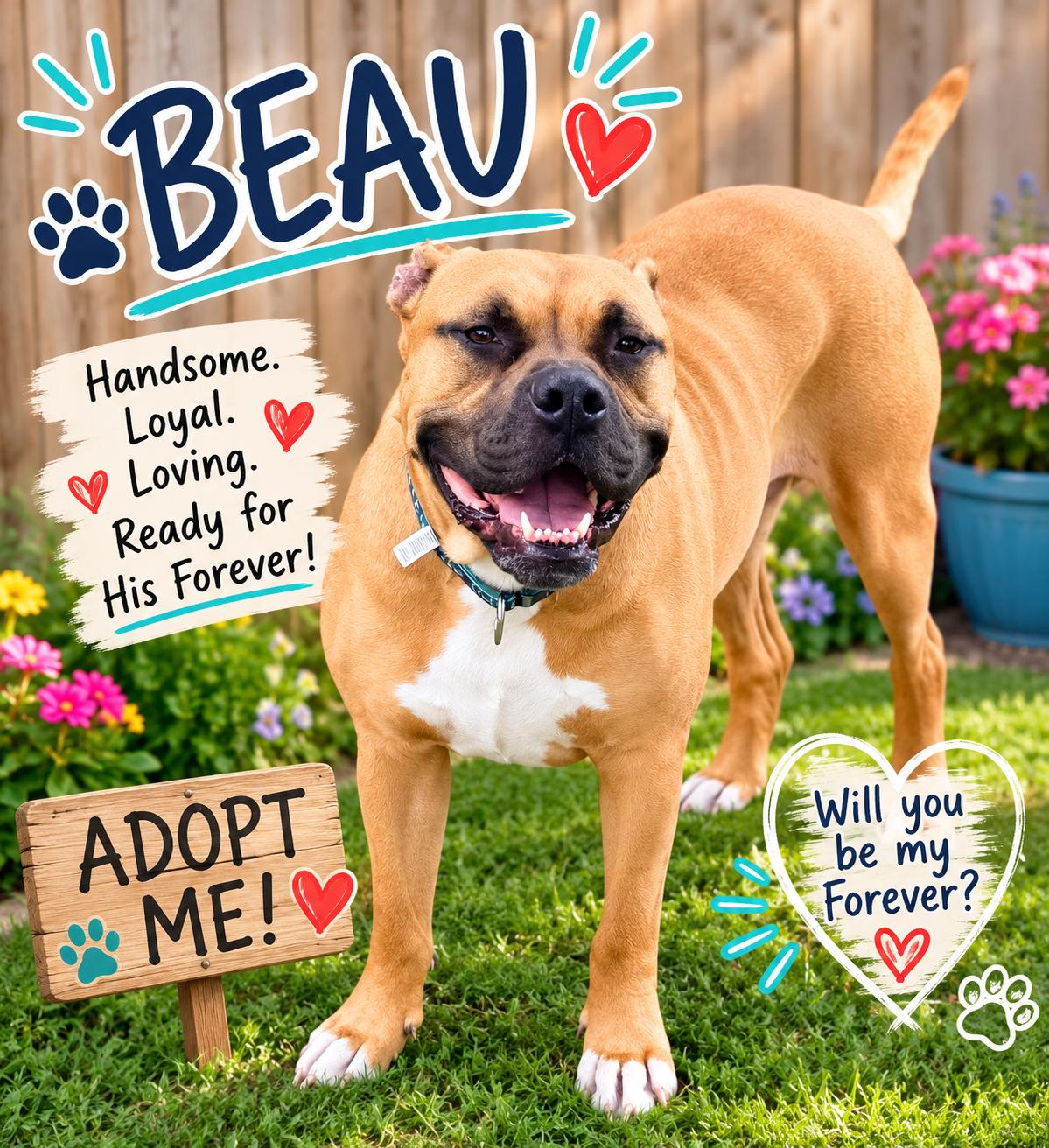 Beau, a ADOPTABLE mixed breed in Pleasant Ridge, MI image 3/5