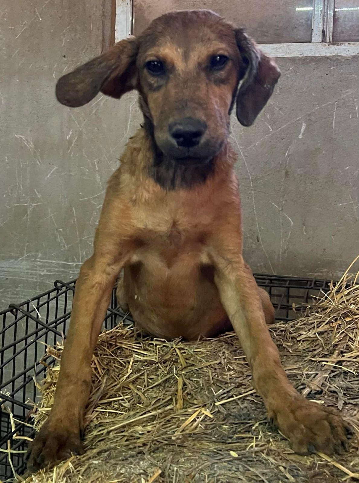 Enlarge Ho Ho Ho , a Adoptable mixed breed in Encinitas, CA image 3/4