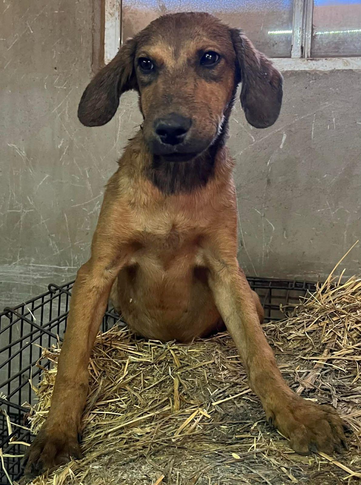 Enlarge Ho Ho Ho , a Adoptable mixed breed in Encinitas, CA image 2/4