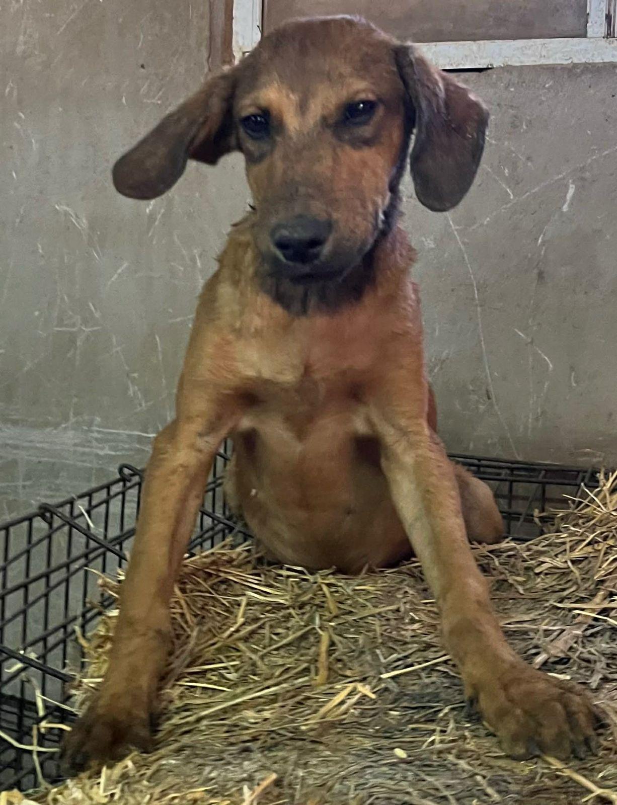 Enlarge Ho Ho Ho , a Adoptable mixed breed in Encinitas, CA image 4/4