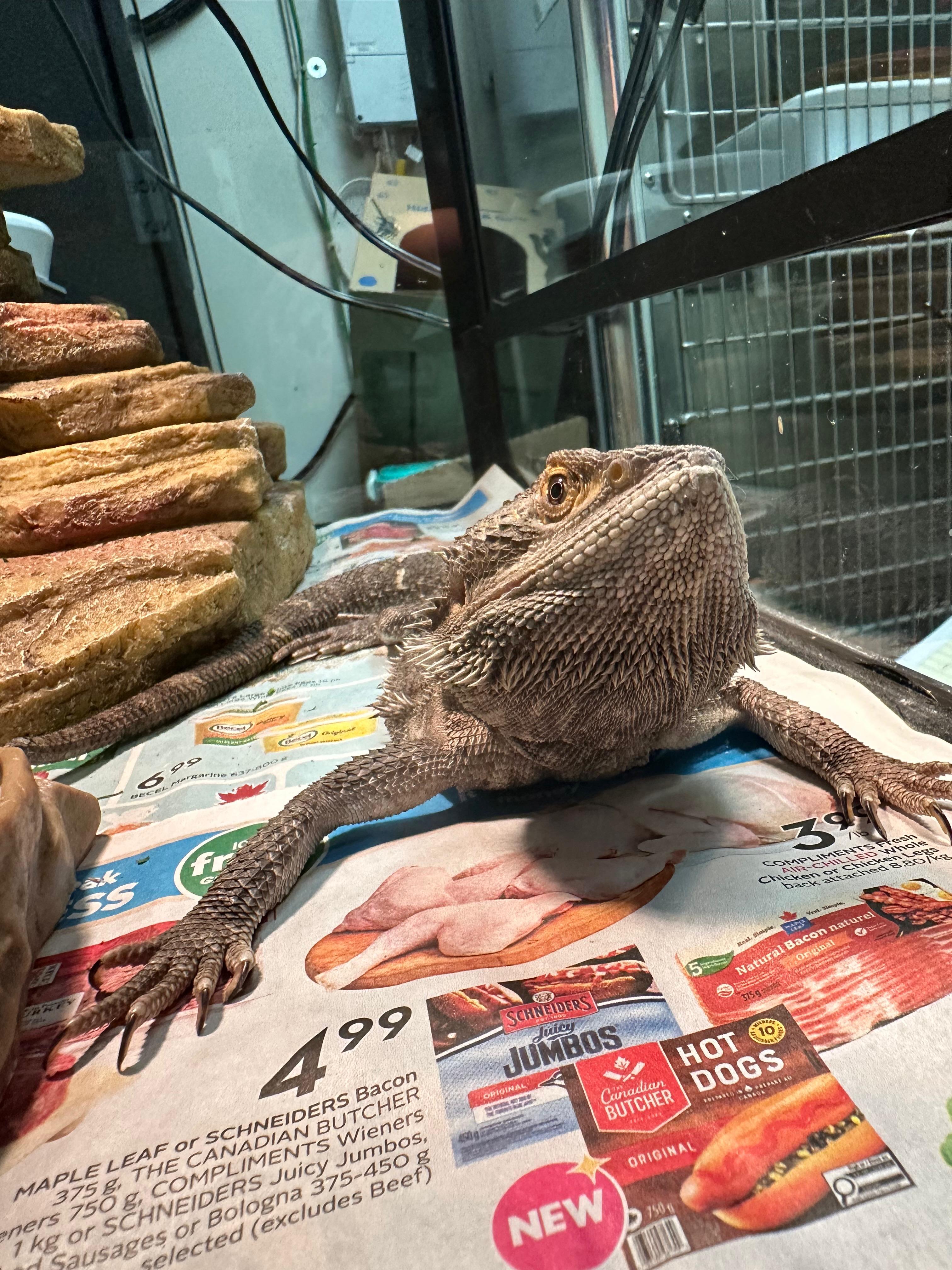 Enlarge Morph, a Adopted Bearded Dragon in Vancouver, BC image 3/4