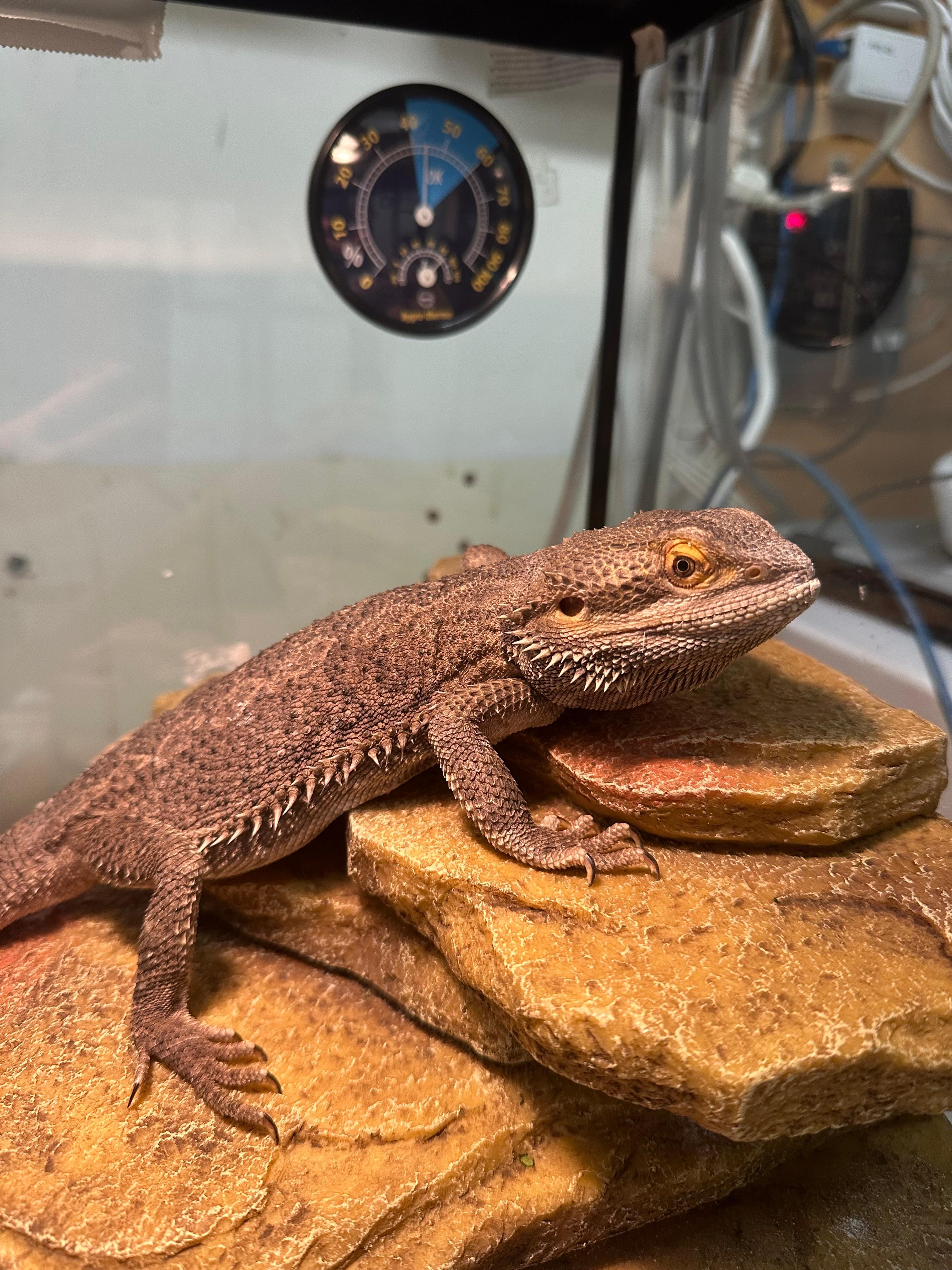 Enlarge Morph, a Adopted Bearded Dragon in Vancouver, BC image 1/4