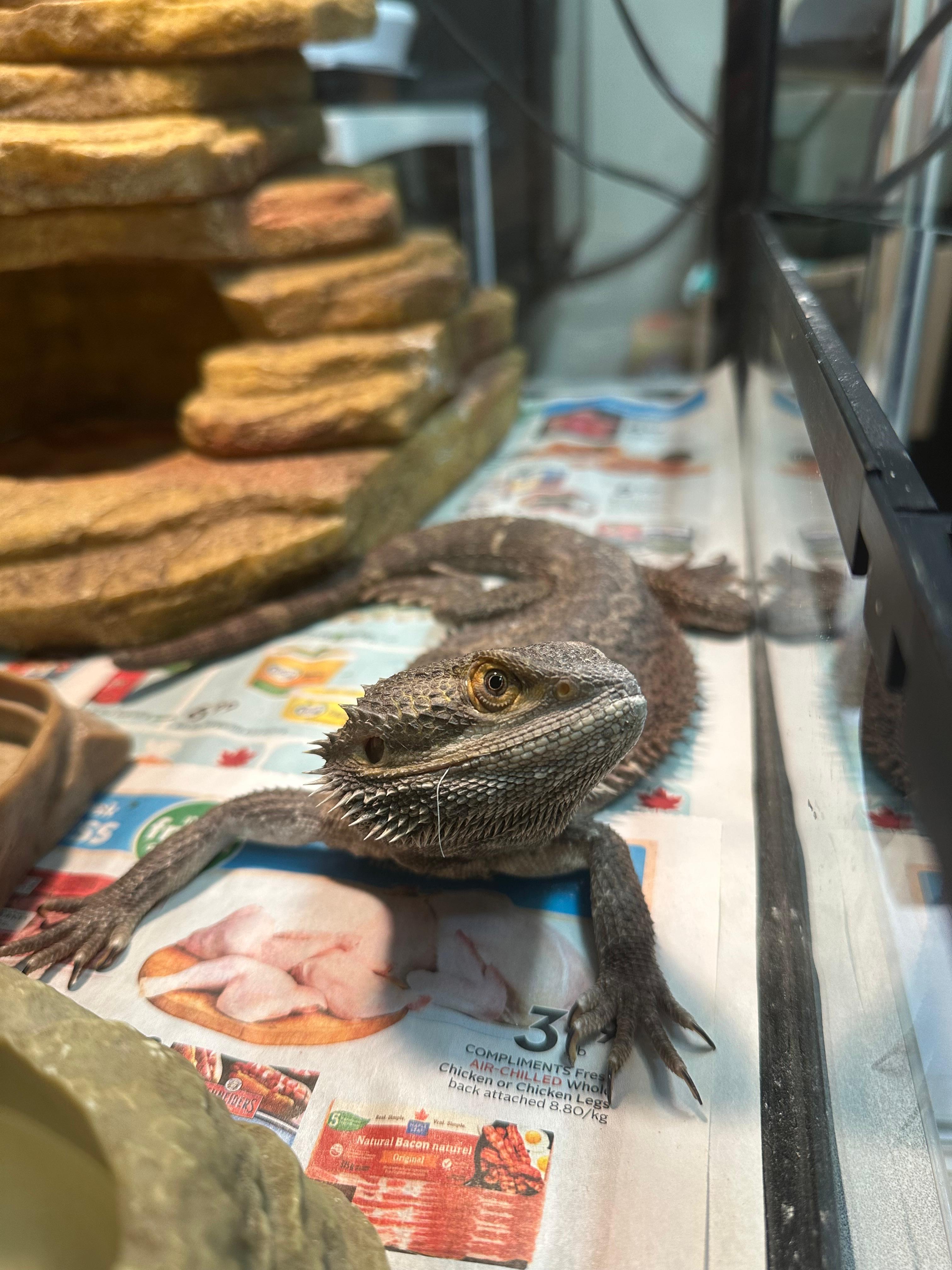 Enlarge Morph, a Adopted Bearded Dragon in Vancouver, BC image 2/4