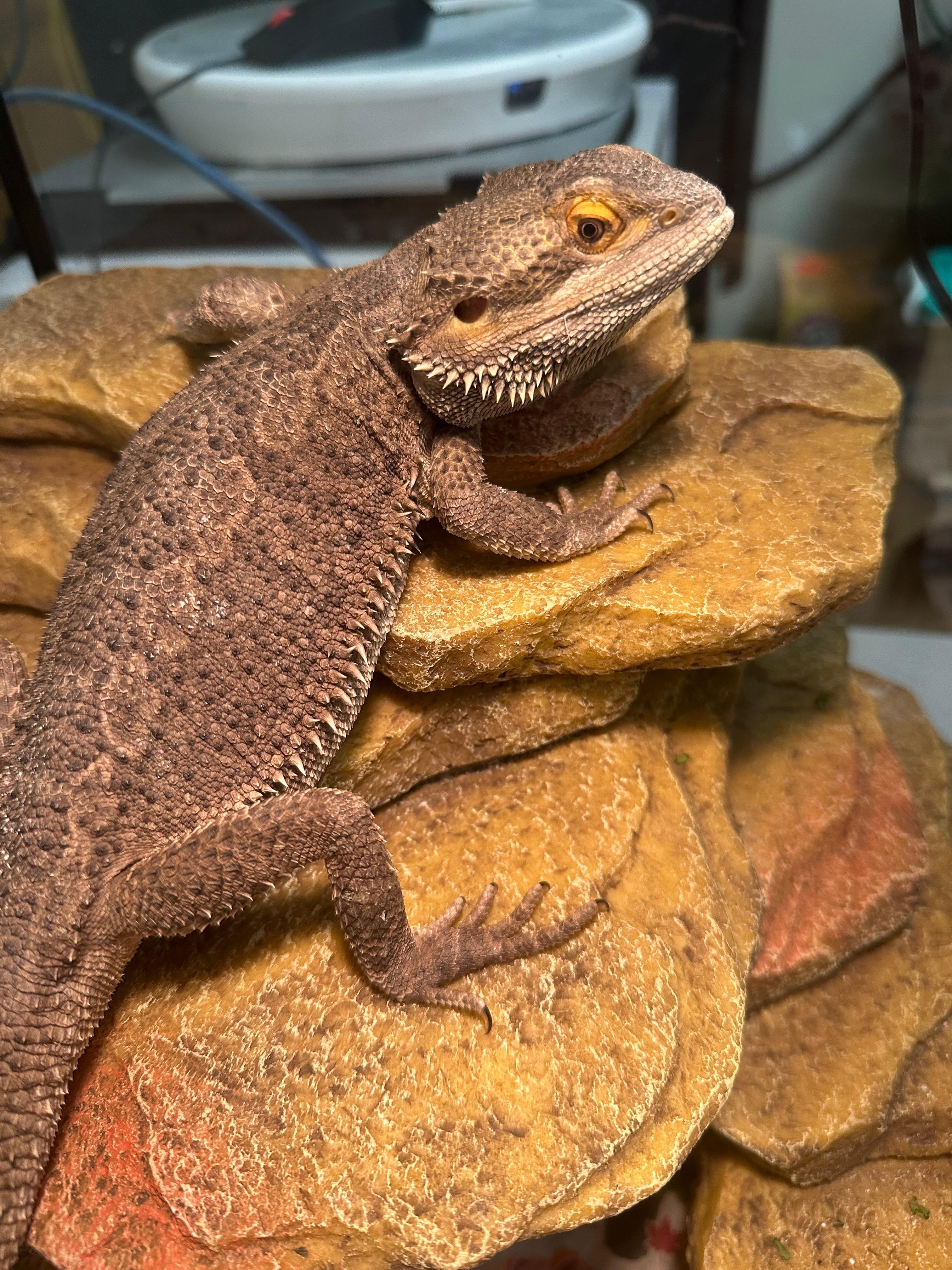 Enlarge Morph, a Adopted Bearded Dragon in Vancouver, BC image 4/4