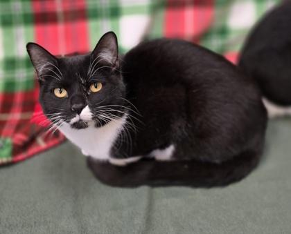 Enlarge Spruce, a Adoptable Domestic Short Hair in Woodstock, IL image 2/3