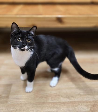 Enlarge Spruce, a Adoptable Domestic Short Hair in Woodstock, IL image 2/3