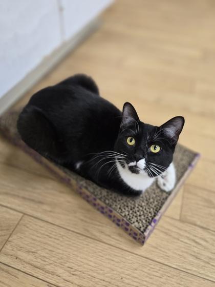 Spruce, Adoptable, Young Female Domestic Short Hair.