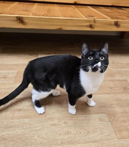 Enlarge Spruce, a Adoptable Domestic Short Hair in Woodstock, IL image 3/3