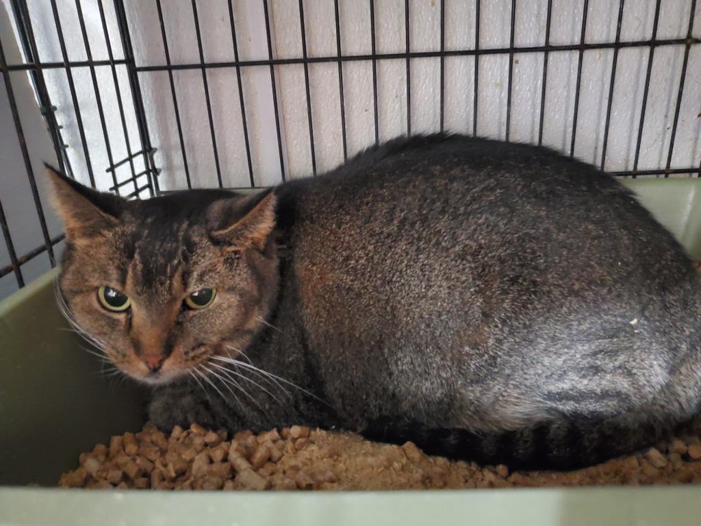 Piper, Adoptable, Senior Female Domestic Short Hair.