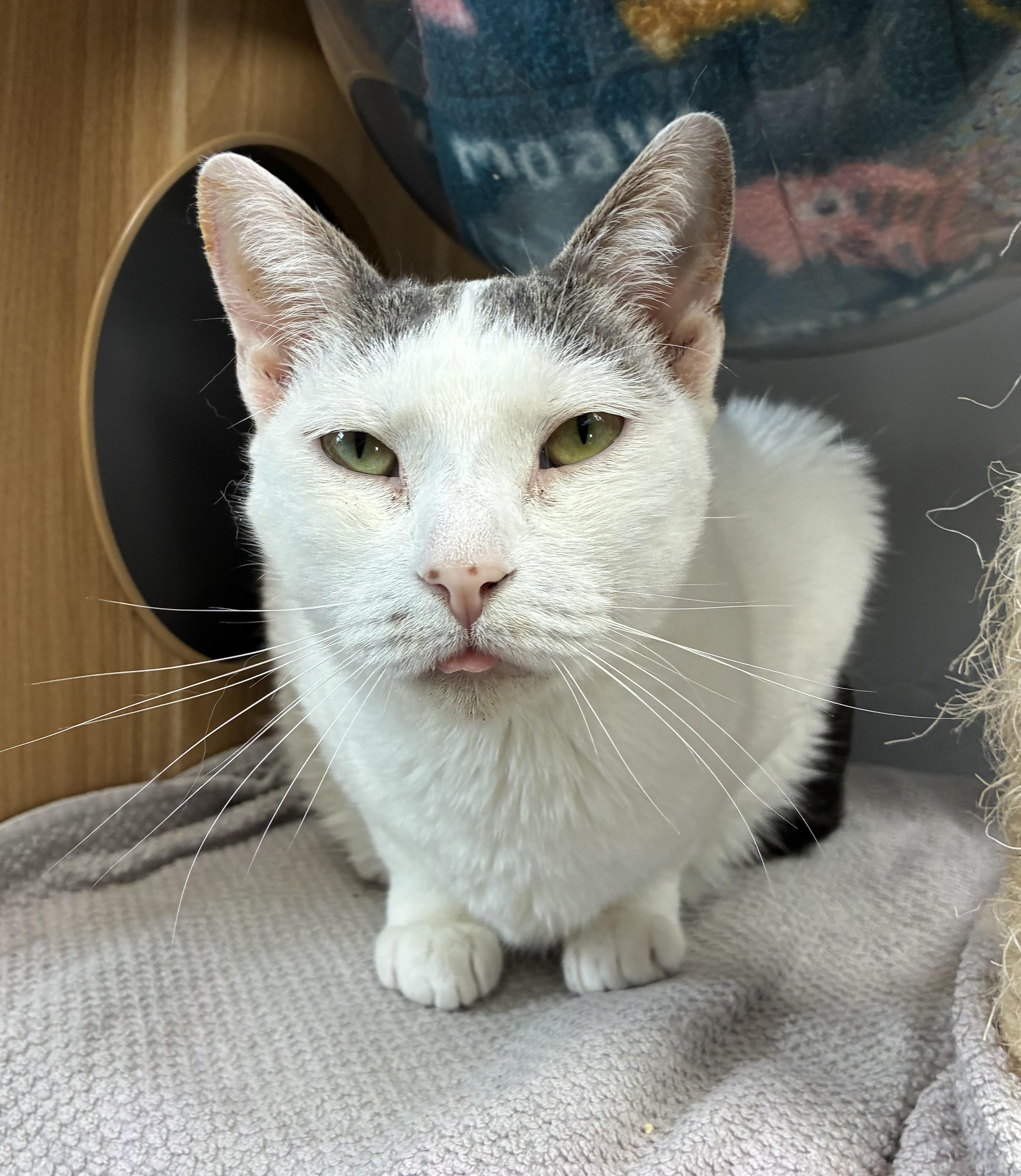 Emmaleigh, a ADOPTABLE Domestic Short Hair in Breinigsville, PA image 2/3