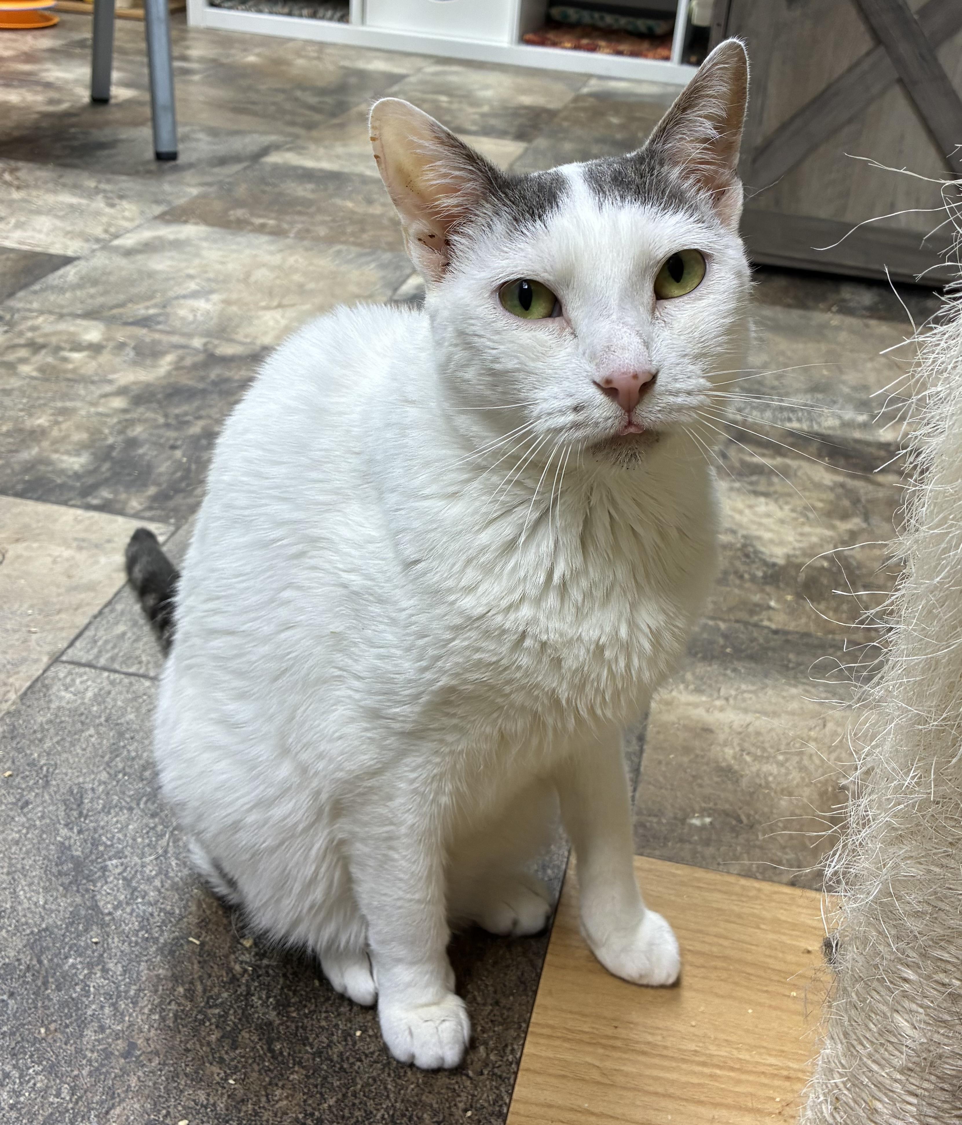 Emmaleigh, a ADOPTABLE Domestic Short Hair in Breinigsville, PA image 1/3