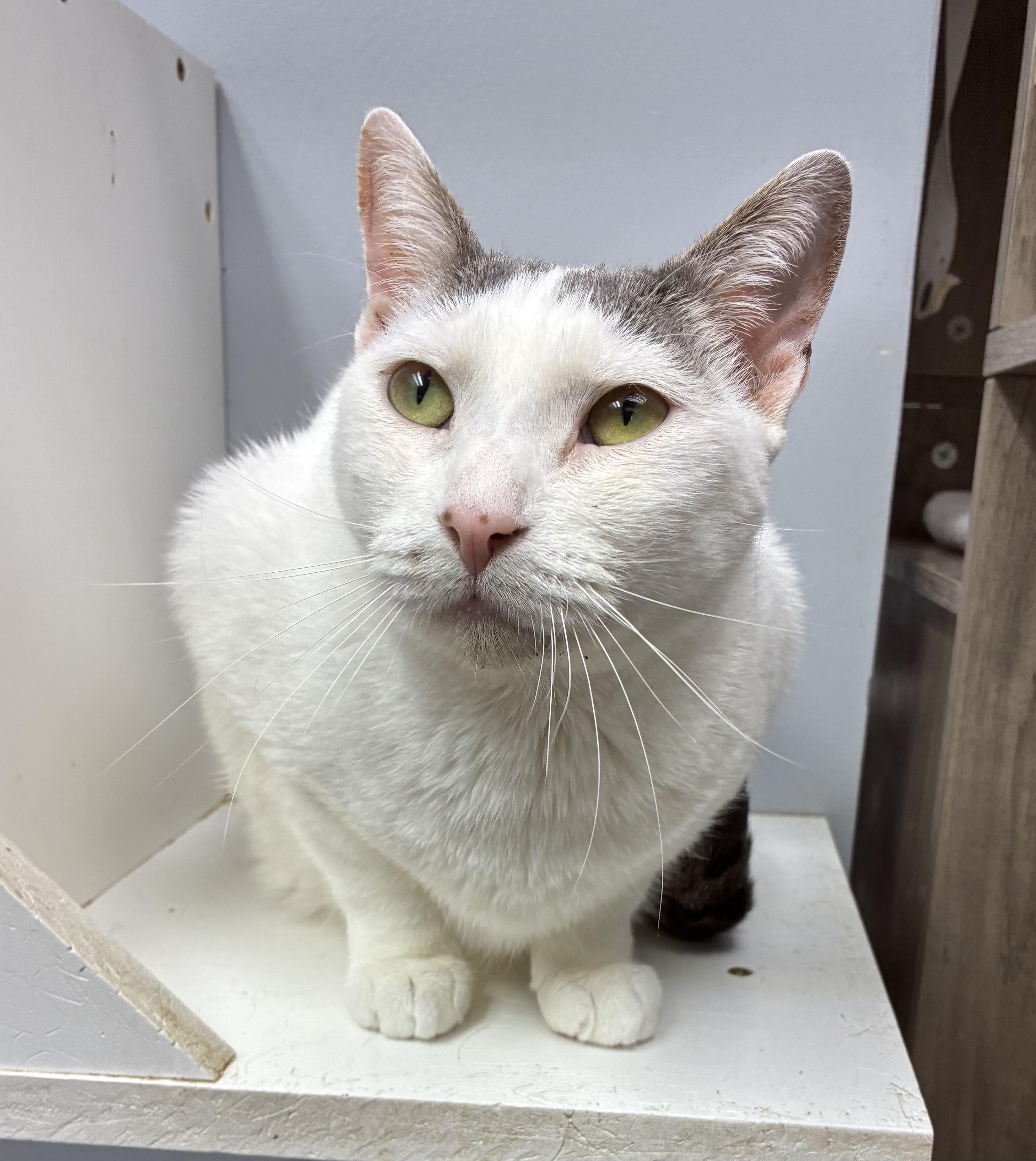Emmaleigh, a ADOPTABLE Domestic Short Hair in Breinigsville, PA image 3/3