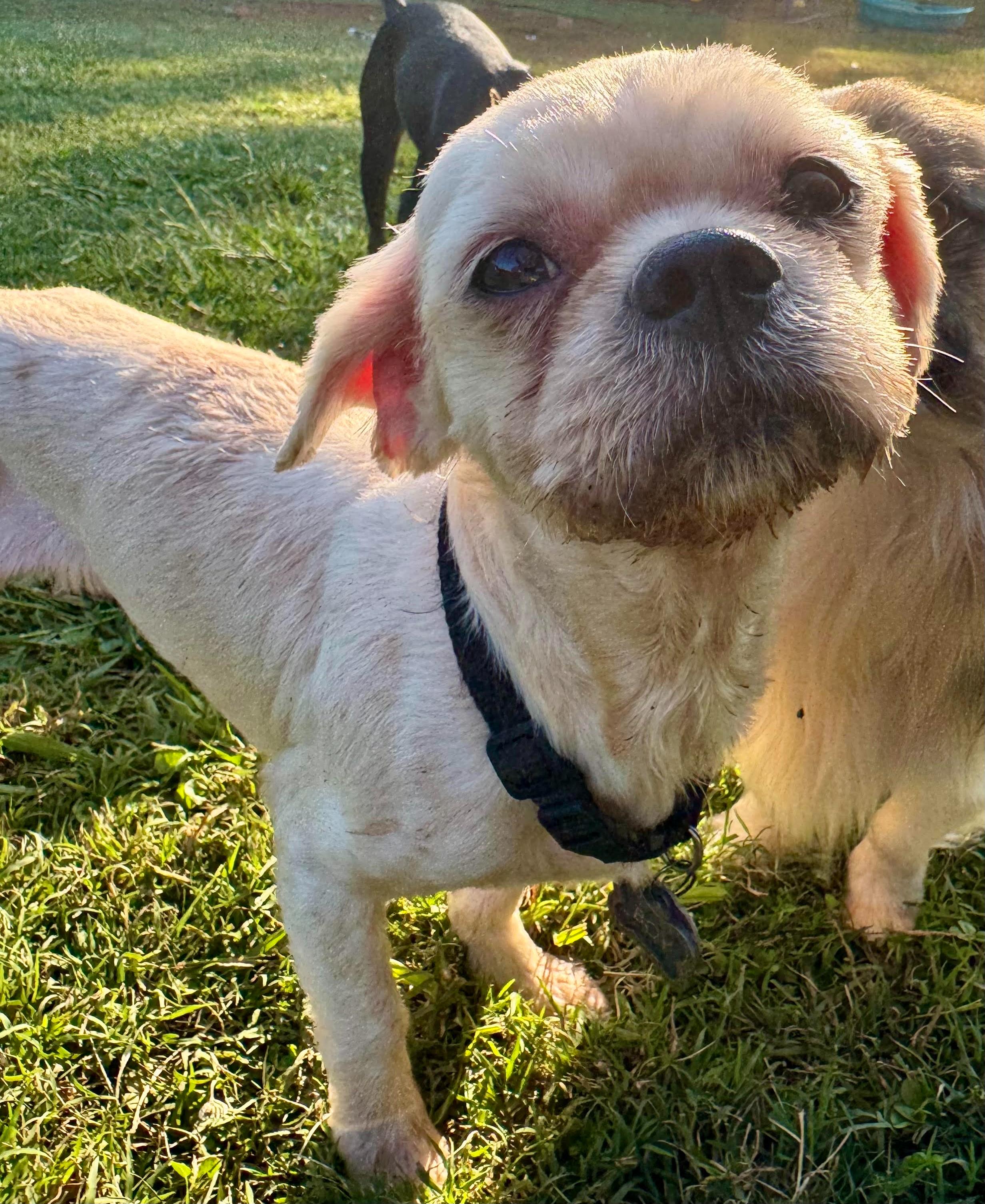 Enlarge Boy, a Adoptable mixed breed in Maiden, NC image 2/3