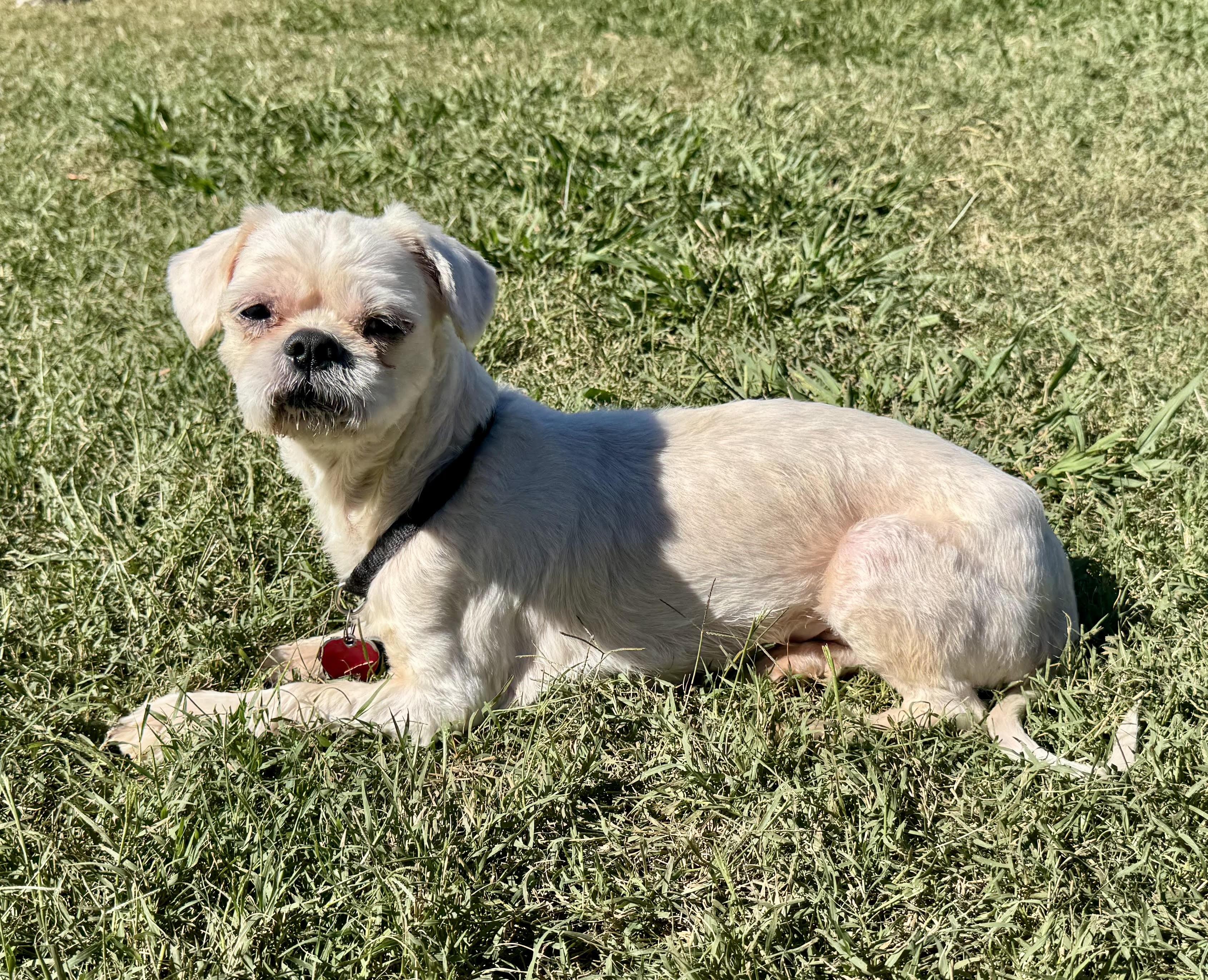 Enlarge Boy, a Adoptable mixed breed in Maiden, NC image 1/3