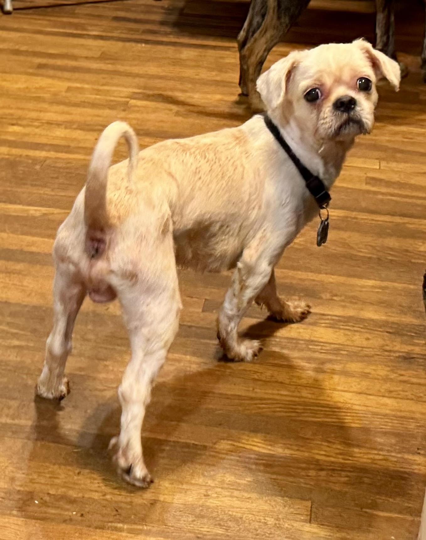 Enlarge Boy, a Adoptable mixed breed in Maiden, NC image 3/3