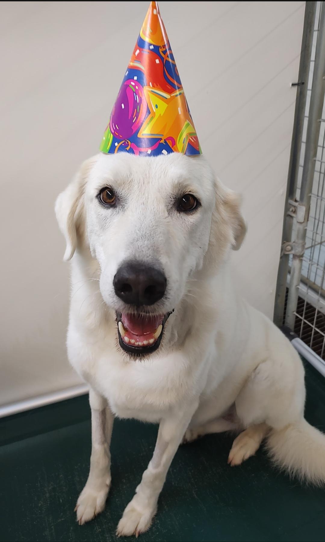 Jill, an adoptable Akbash in Stockbridge, MI, 49285 | Photo Image 1
