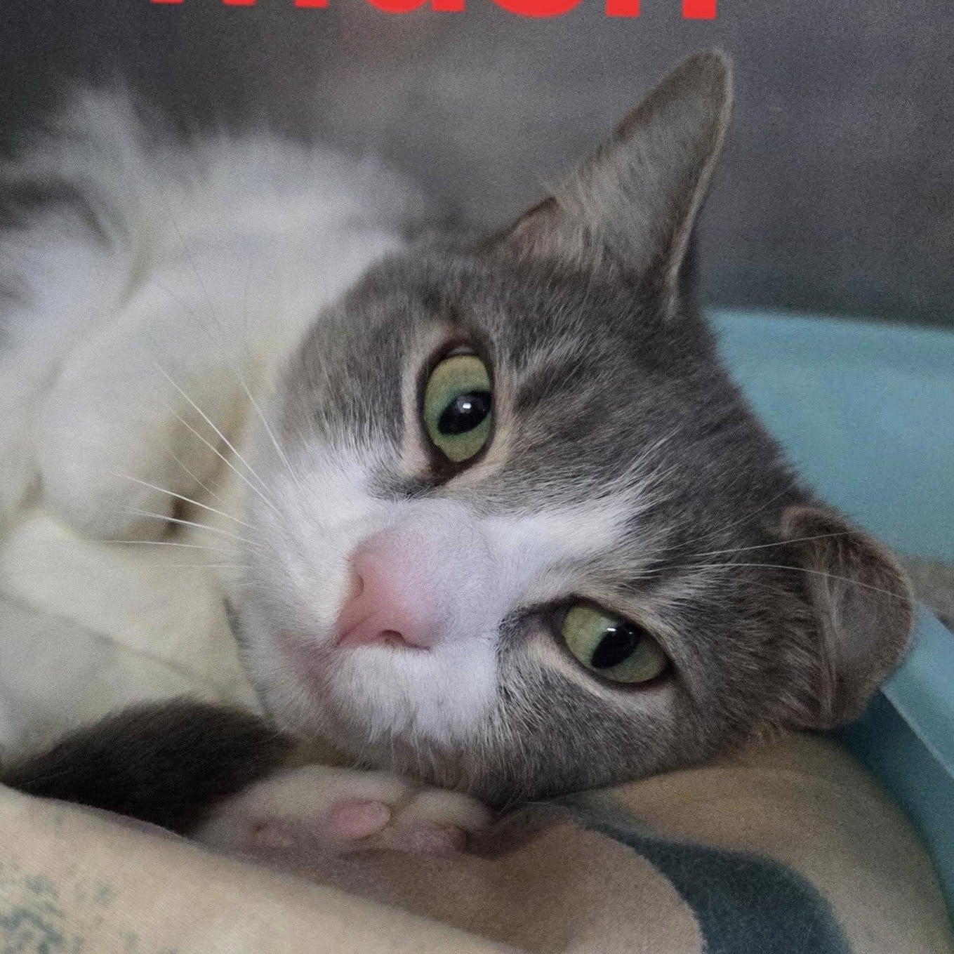 Mush, a Adoptable Tabby in Martinsburg, WV image 1/2