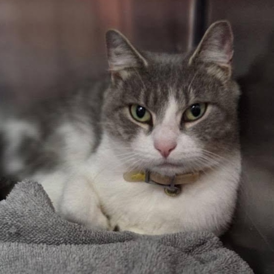 Mush, a Adoptable Tabby in Martinsburg, WV image 2/2